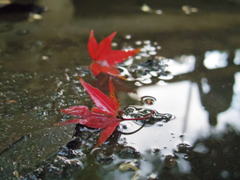 雨上がり。