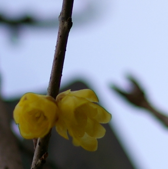 Chimonanthus