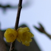 Chimonanthus