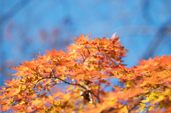 紅葉と青空