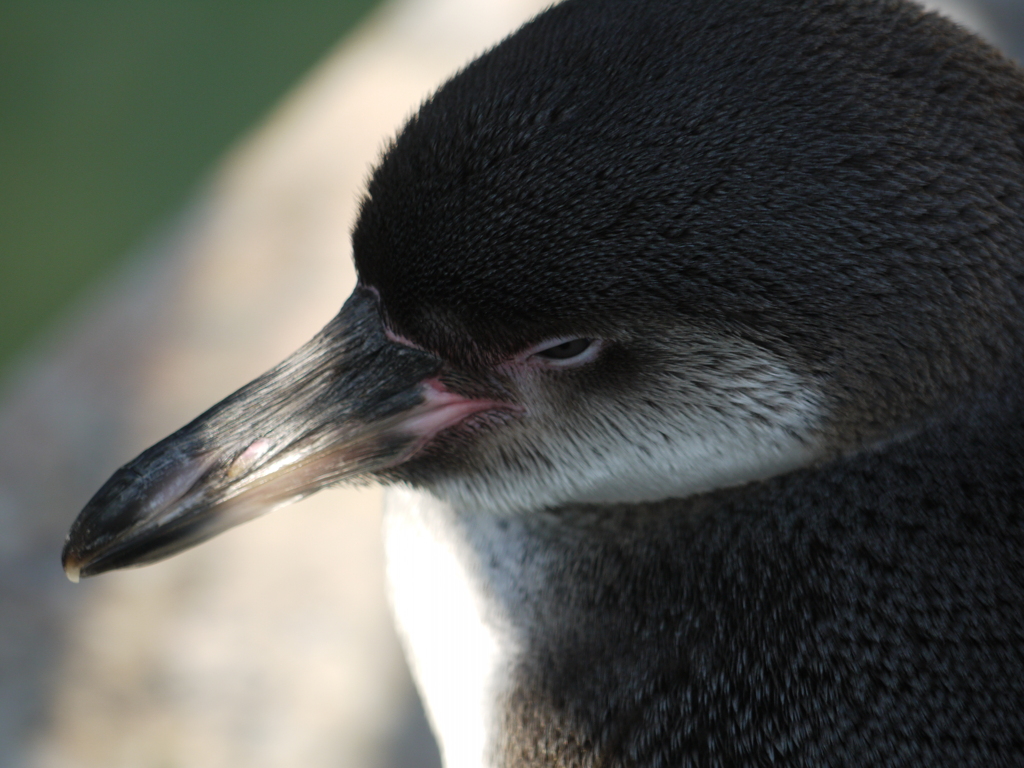 ペンギンふかふか