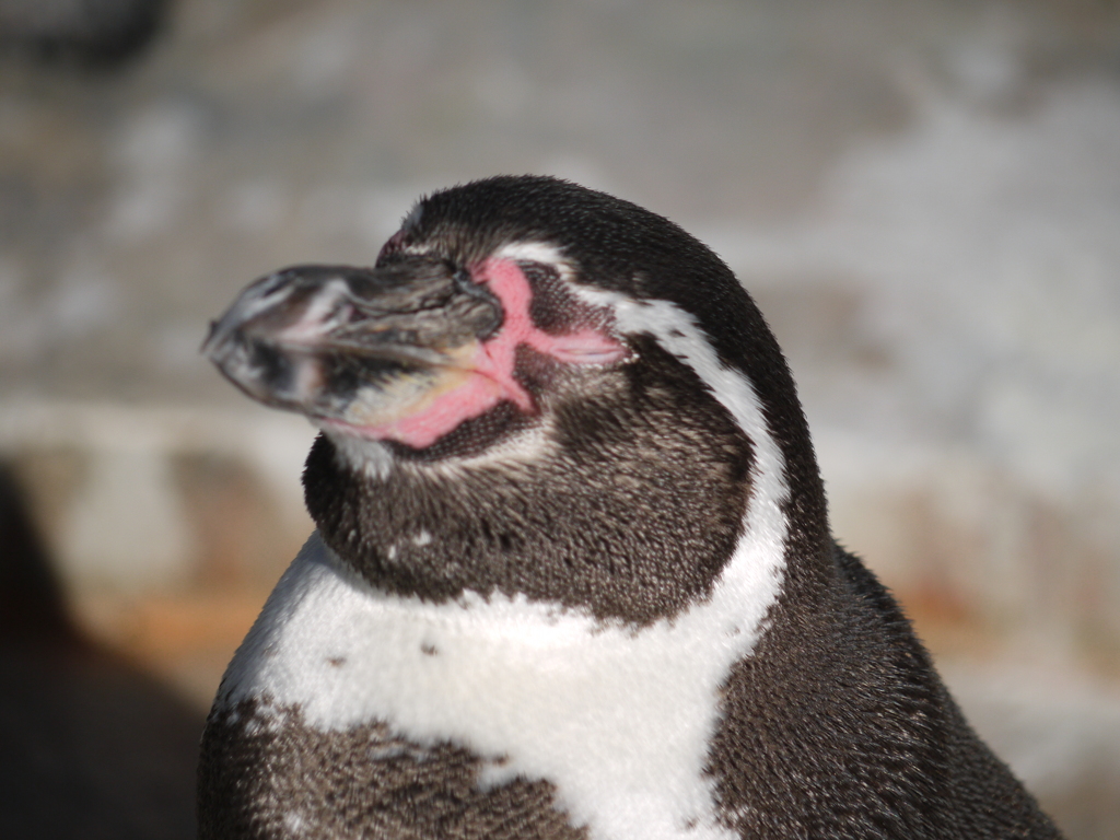 ペンギンさんが眠そう