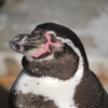 ペンギンさんが眠そう