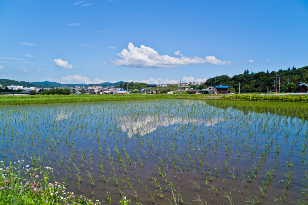 田園