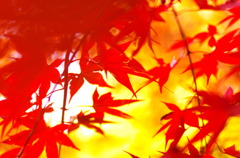 椛