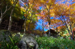 11/21愛宕念仏寺その2