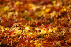 11/20三千院落葉