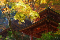 11/21愛宕念仏寺その1