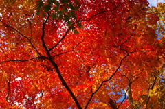 11/20三千院紅葉2