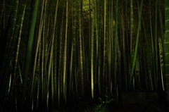 11/19高台寺　竹林