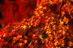 11/20三千院紅葉1