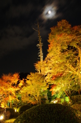 11/20雲龍院ライトアップ1