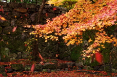 11/22南禅寺　散り紅葉