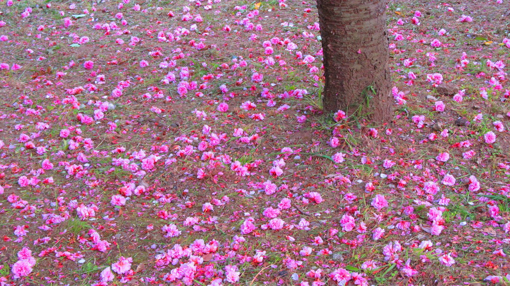 八重桜散る