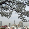 山手イタリア山庭園からの眺め