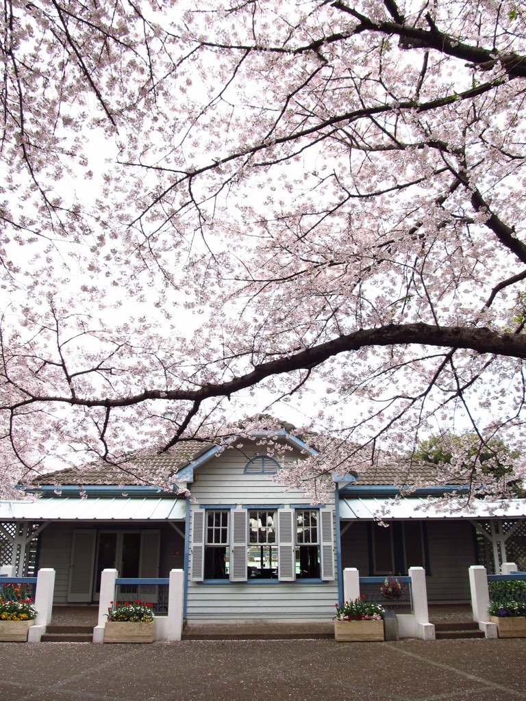 山手公園の桜