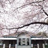 山手公園の桜