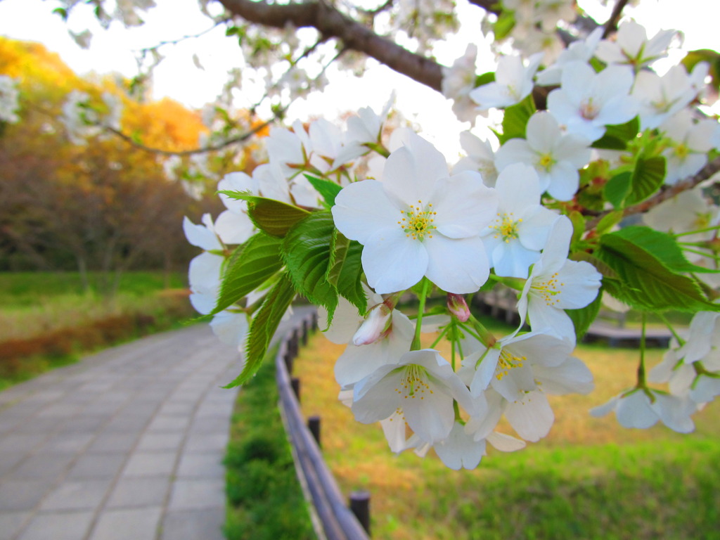 公園の桜