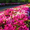 湘南国際村のツツジ