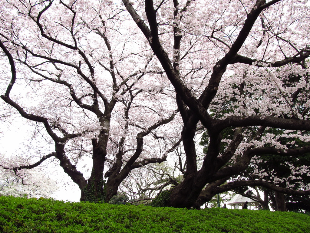山手公園の桜