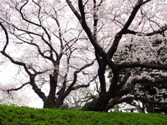 山手公園の桜