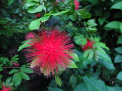 ウニみたいな花？
