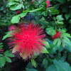 ウニみたいな花？