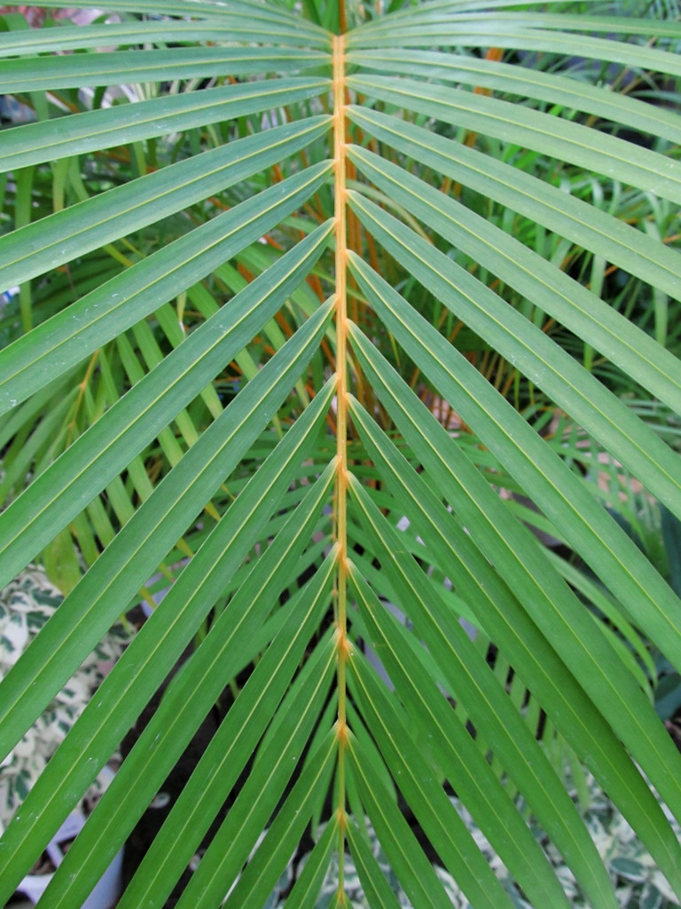 温室の植物