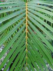 温室の植物