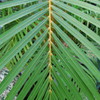 温室の植物