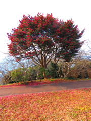散椿