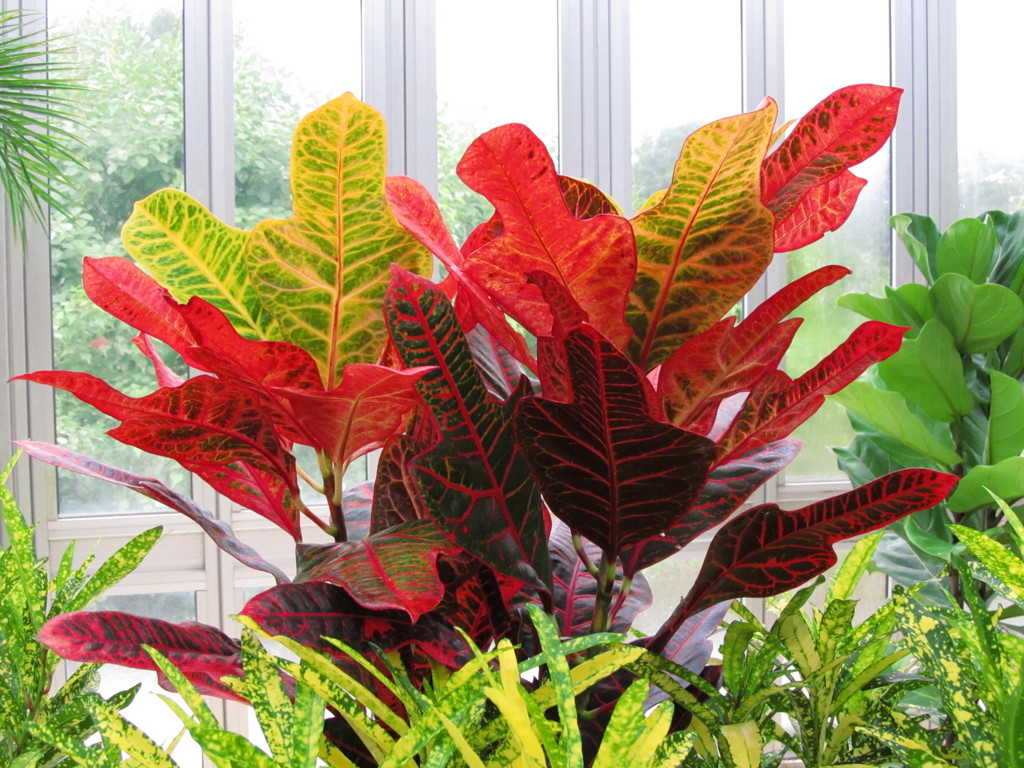 温室の植物