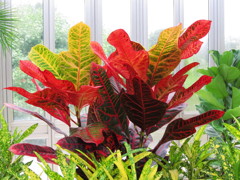 温室の植物