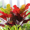 温室の植物