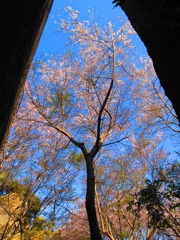 切り通しの桜