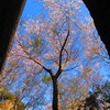 切り通しの桜