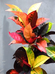 温室の植物