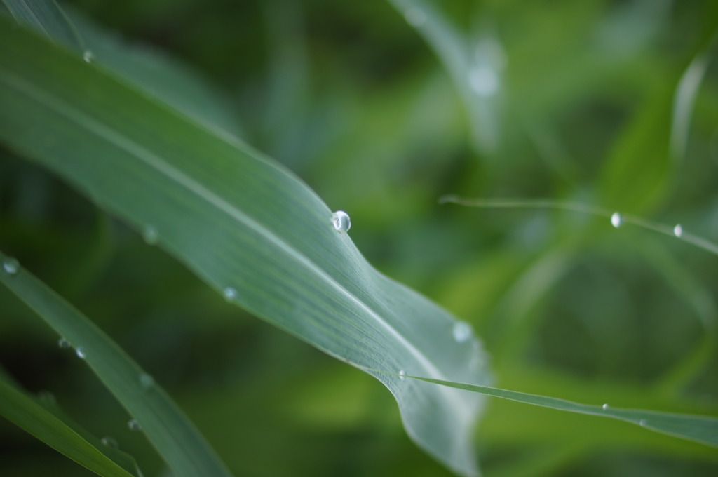 朝露