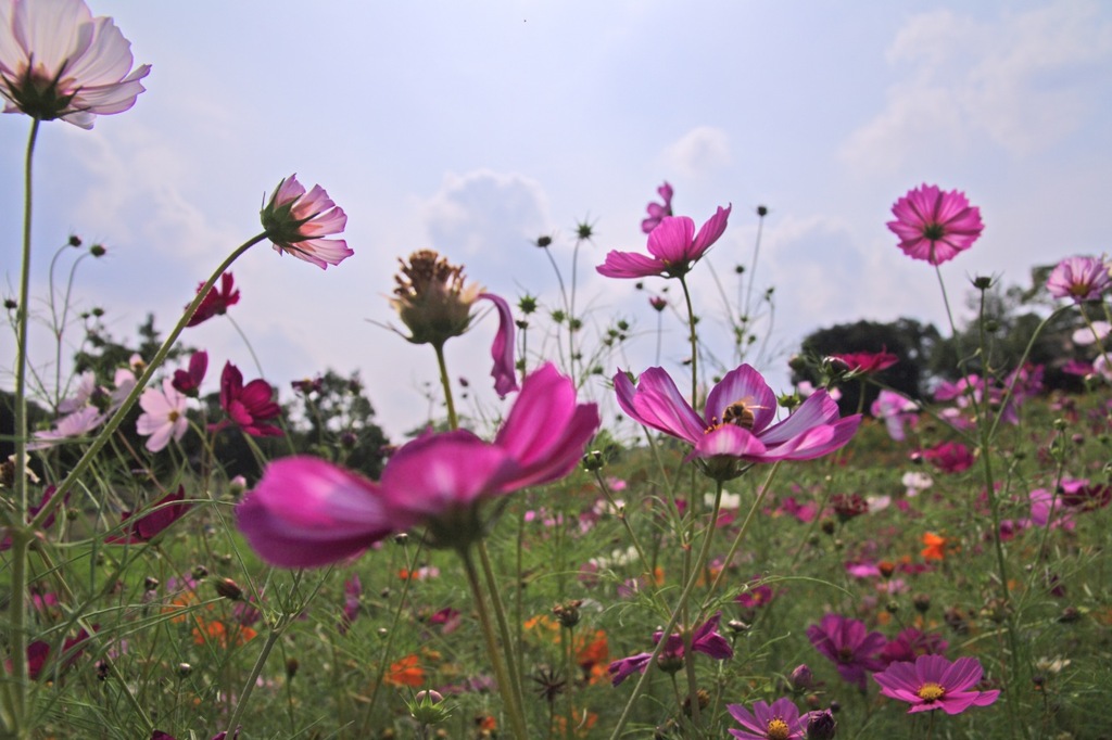 花園にて