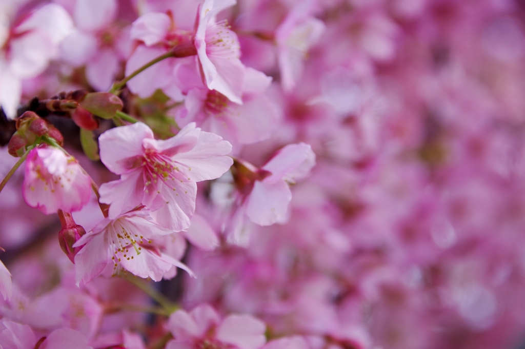 桜壁