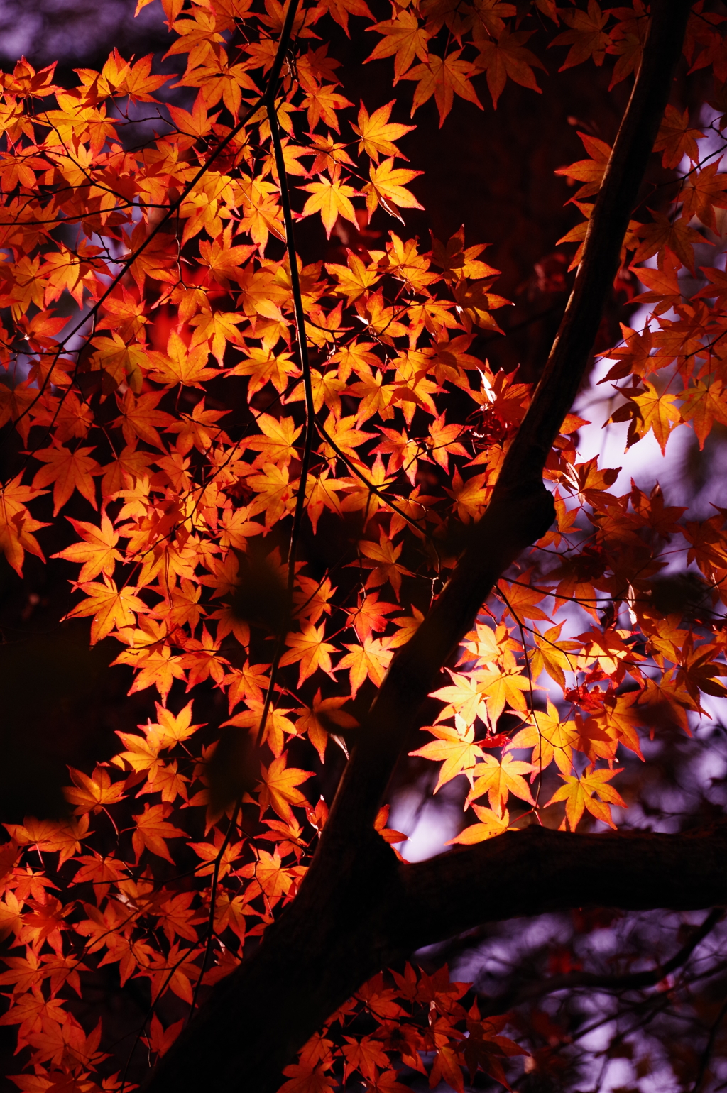 夜空に紅葉