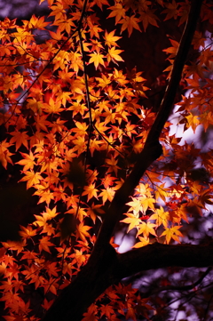 夜空に紅葉