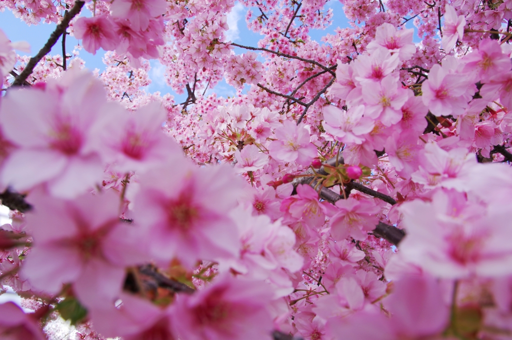 空桜