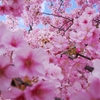 空桜