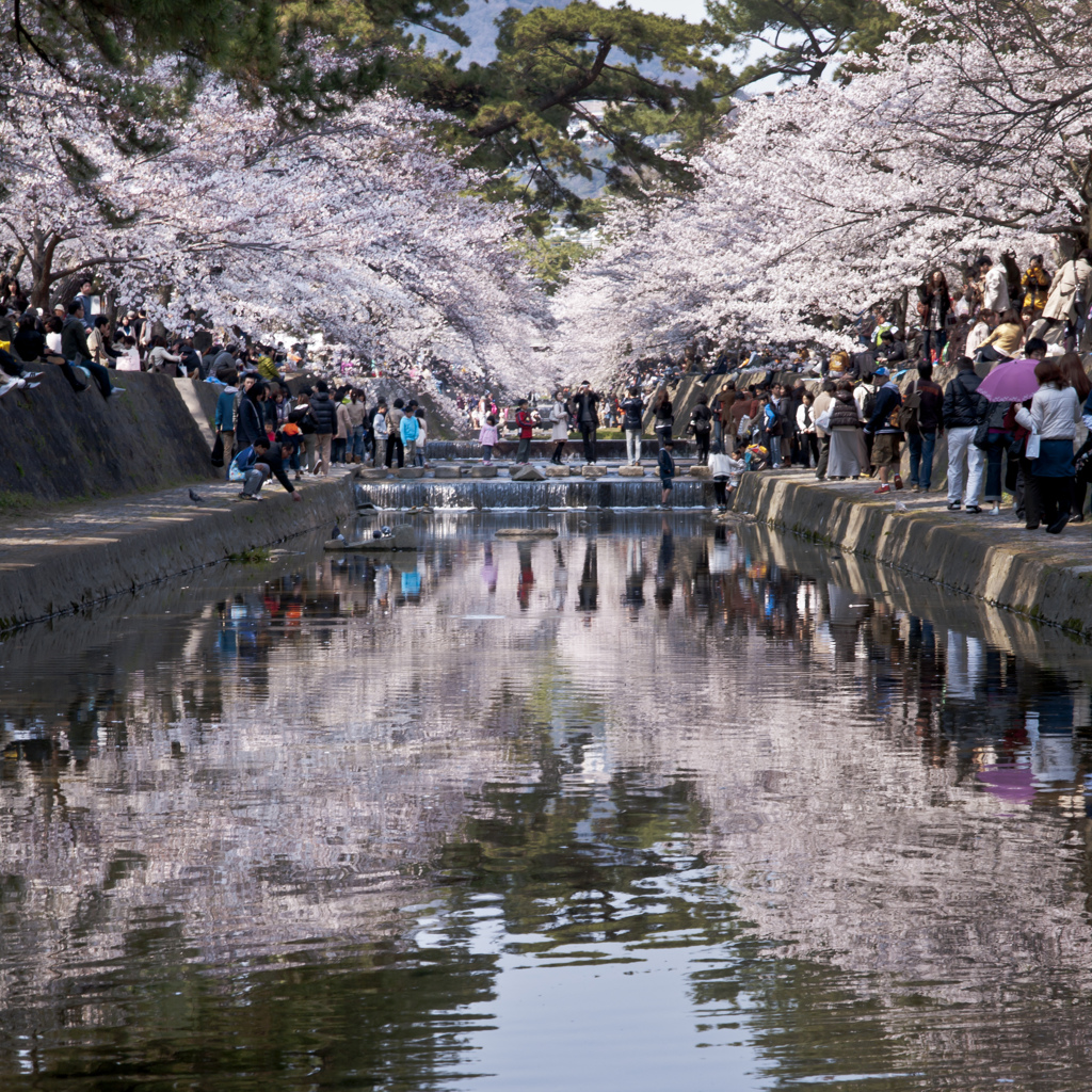 桜鏡