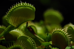 腐海の森