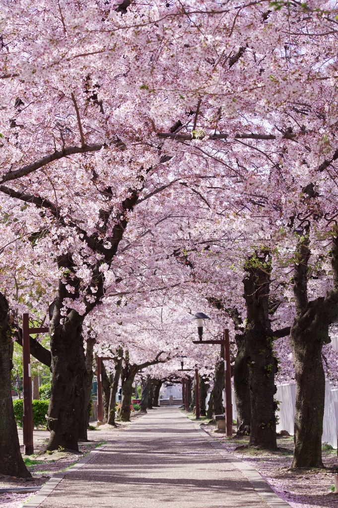 ここにも桜の通り抜け