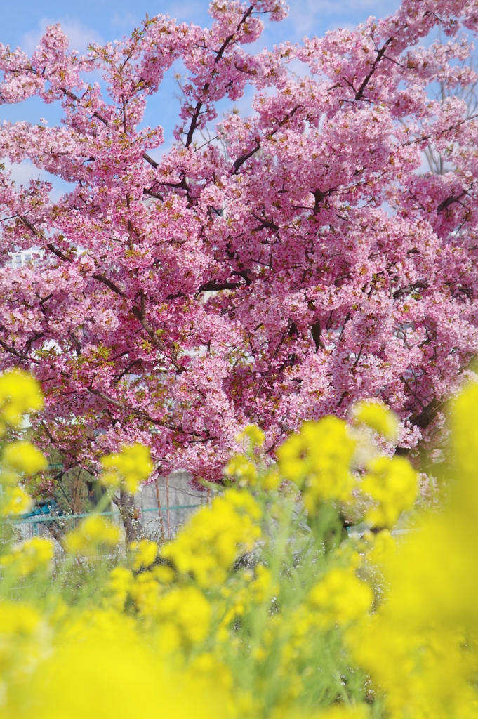 桜菜