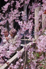 花盛り