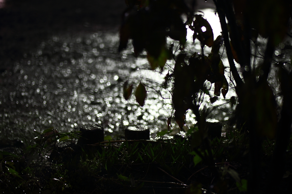 雨降ってマクロ